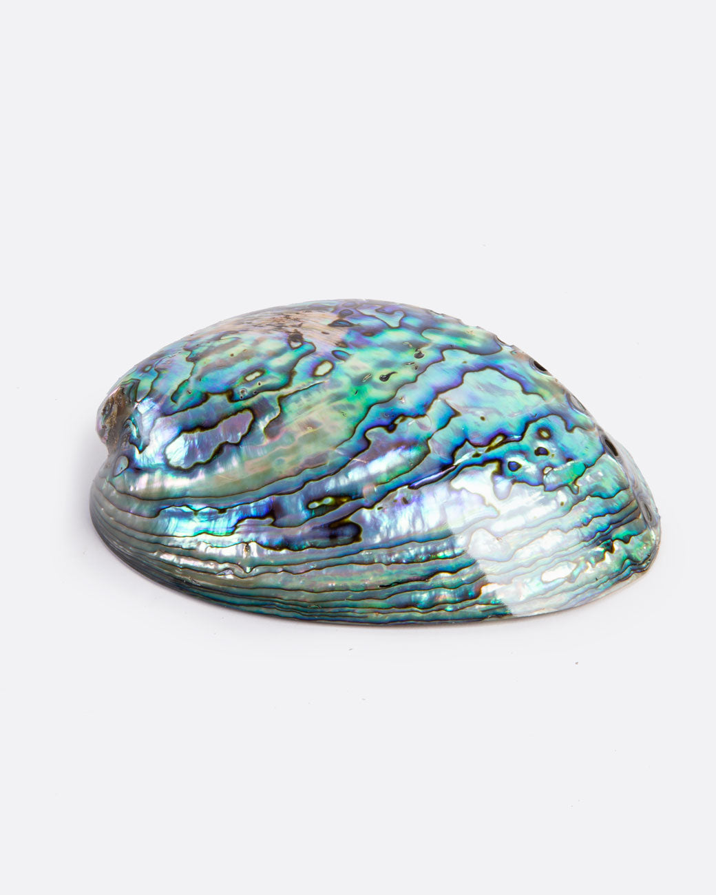 A colorful abalone shell with a glossy finish sits on a white surface. Shown lying face down.