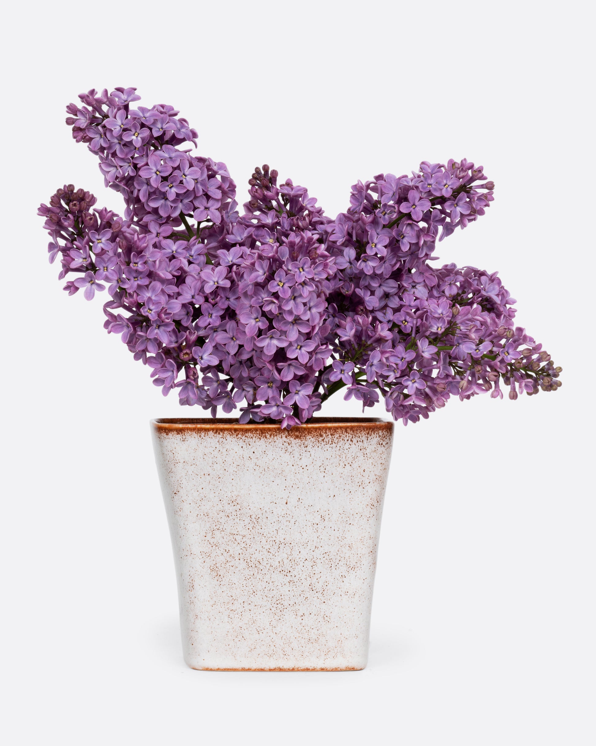 A warm white vase with brown speckles. Shown with purple flowers.