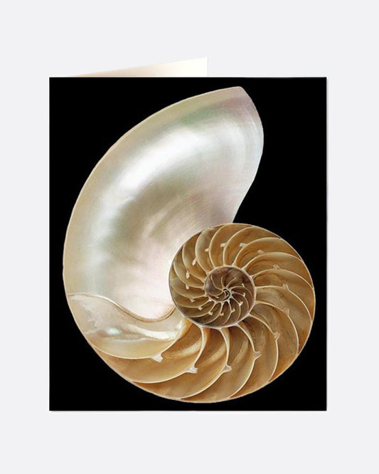 A black greeting card with a mother of pearl nautilus shell on the front, and a blank white interior.