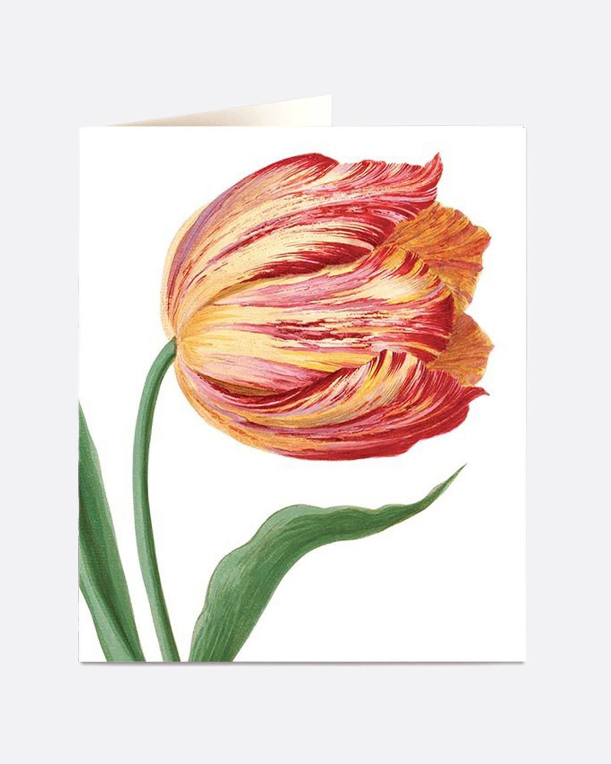 A white paper card with a single red and yellow parrot tulip on its cover, and a blank interior.