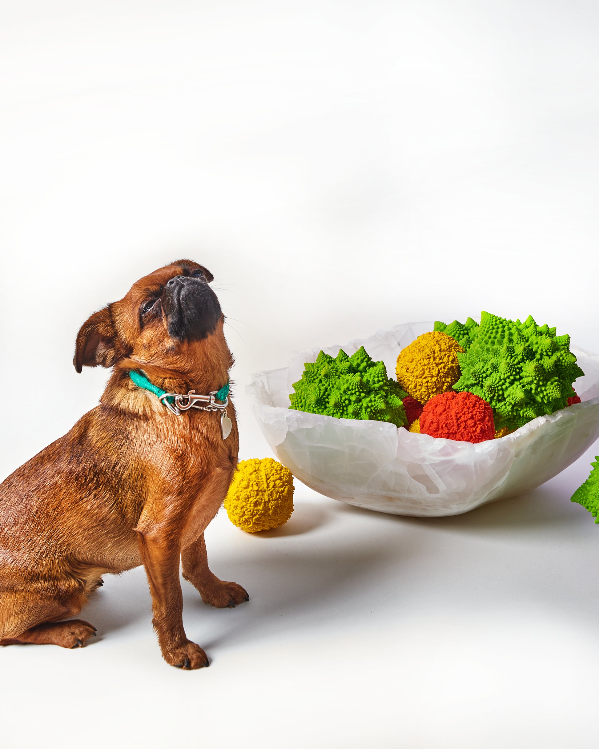 A small dog shown with a bowl of dog toys