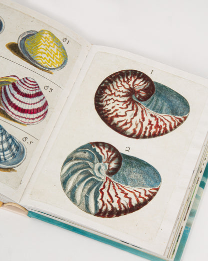An open page with a shell painting in the John Derian Sticker Book. Shown lying from the front.