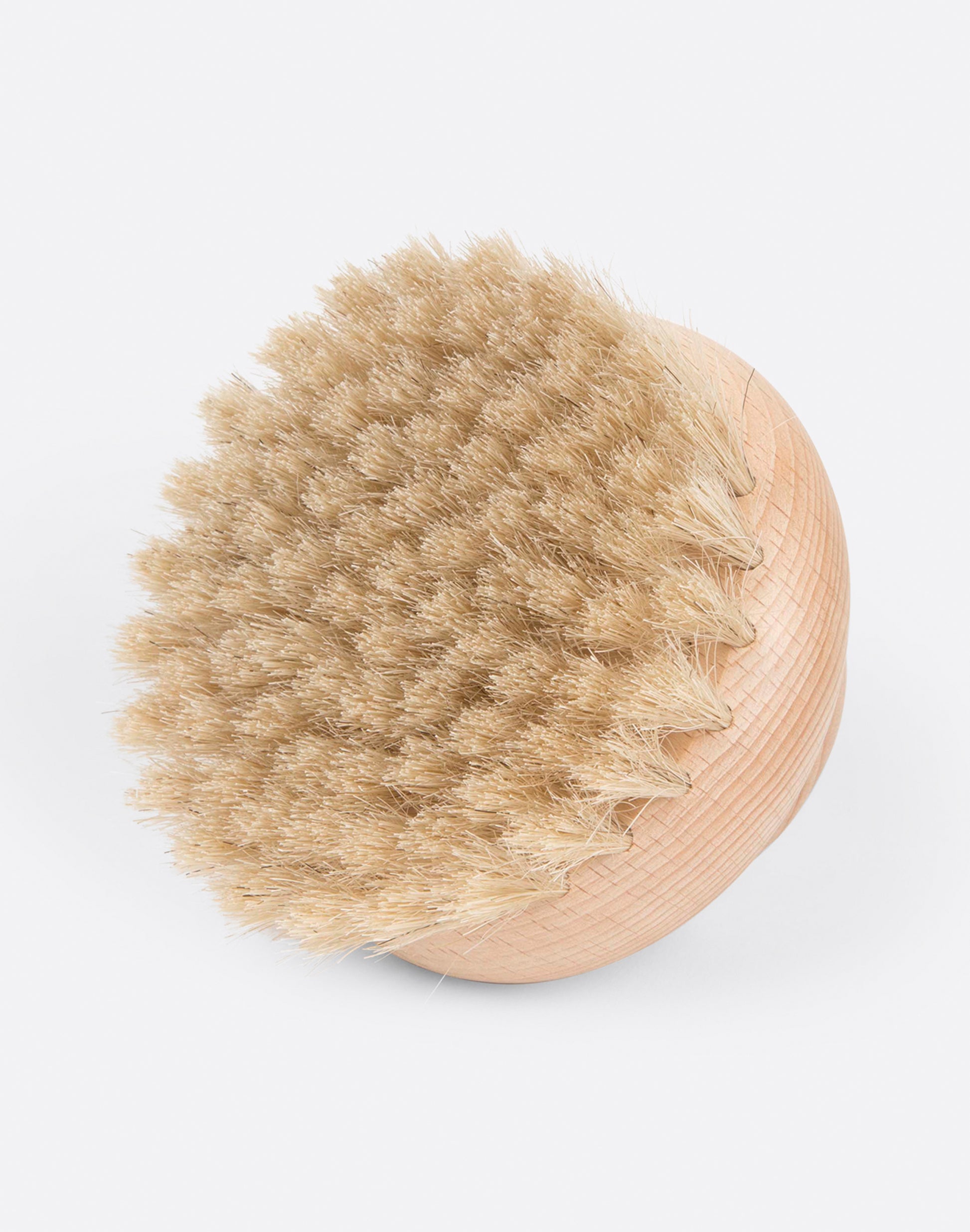 The bristles of the beechwood dry brush.