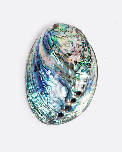 A colorful abalone shell with a glossy finish sits on a white surface. Shown lying face down from the top.