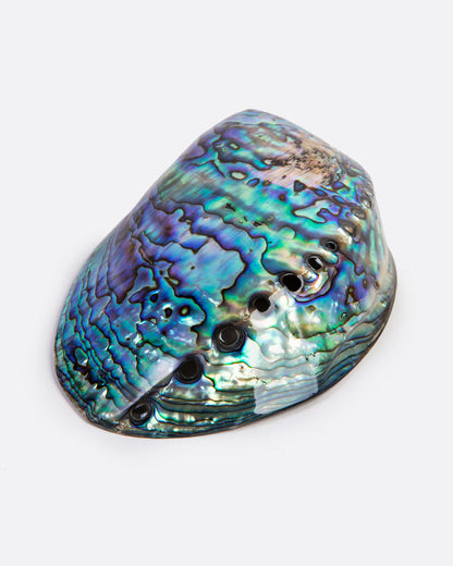A colorful abalone shell with a glossy finish sits on a white surface. Shown lying face down from the front.